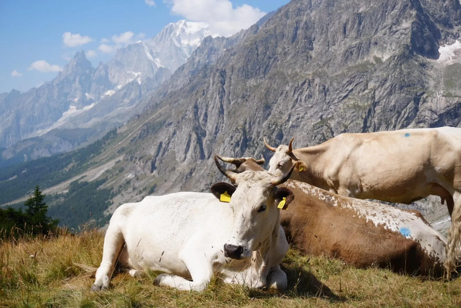 Mini Tour du Mont Blanc para cabras montesas 5