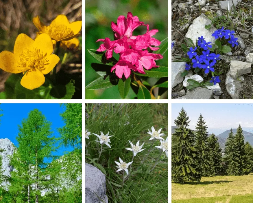 ¿Los has visto en los senderos?