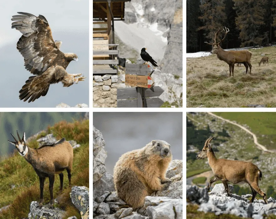 Estos pueden ser un poco más difíciles de encontrar. ¿Has tenido suerte encontrándolos?