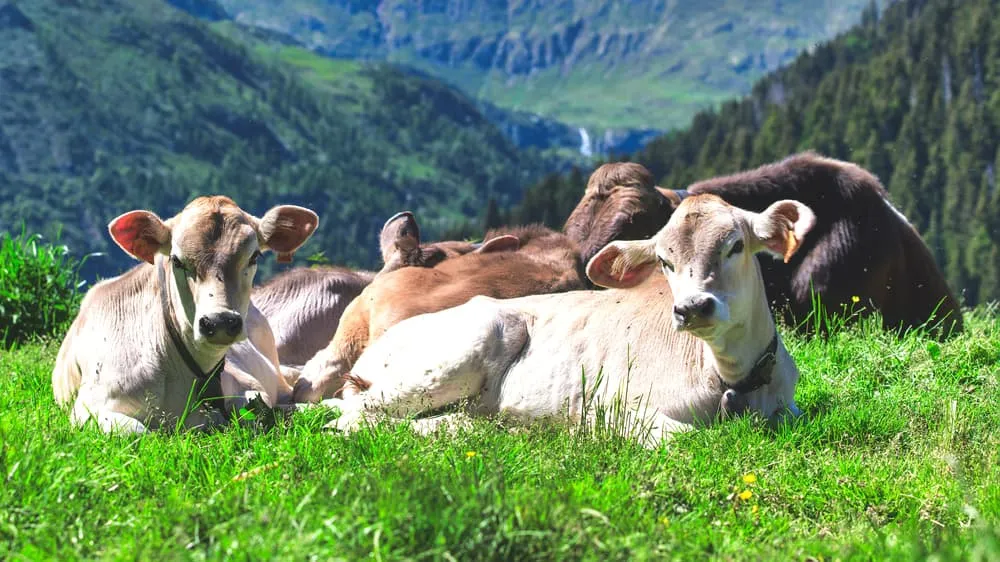 Landwirtschaft in den Alpen: Die Landschaft formen und die Artenvielfalt bewahren