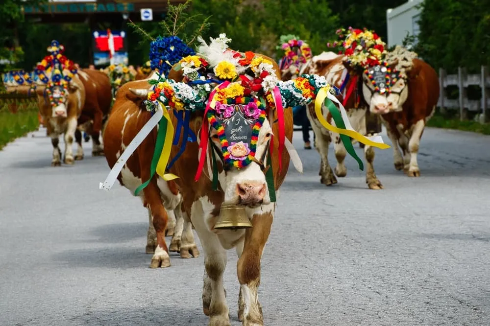 Kulturen i Alperne: Traditioner, Hytter og Bjergliv