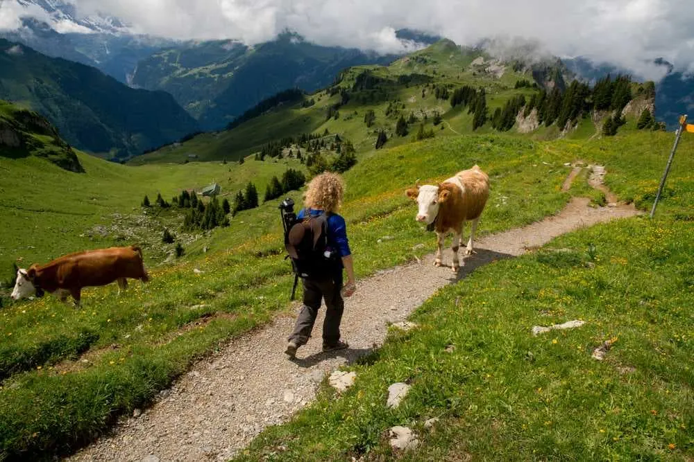 Flora und Fauna in den Alpen: Natur, Tierwelt und Traditionen