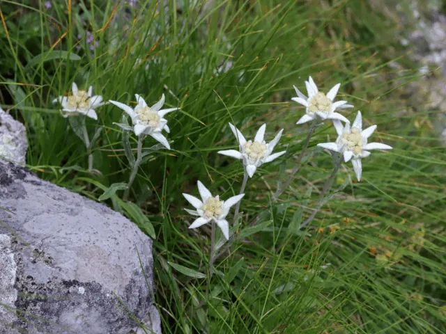 Edelweiss: Un símbolo de coraje y amor