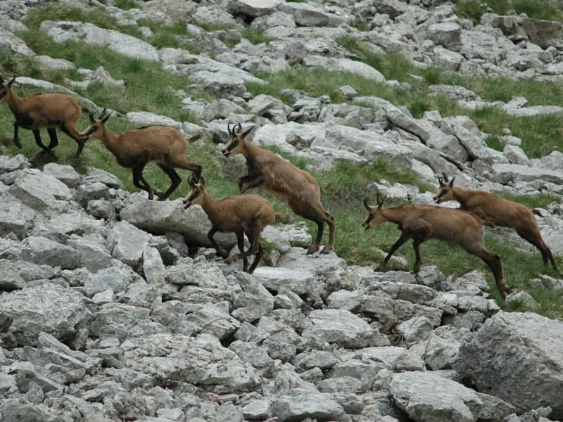 Flora y fauna en los Dolomitas