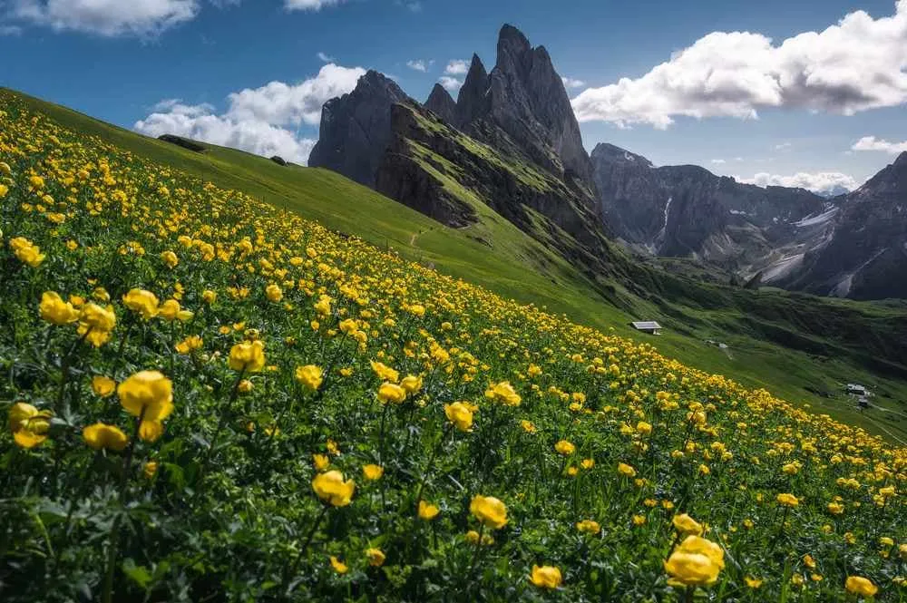 Flora alpina: Alfombras coloridas y flores delicadas