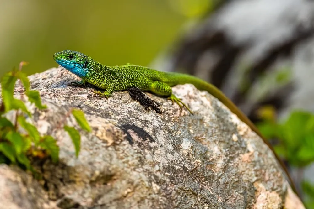 Esploratore delle Alpi Albanesi 5