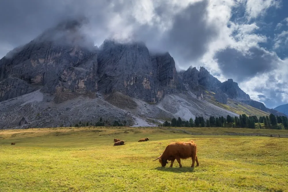 Encuentros con la fauna: de marmotas a águilas reales