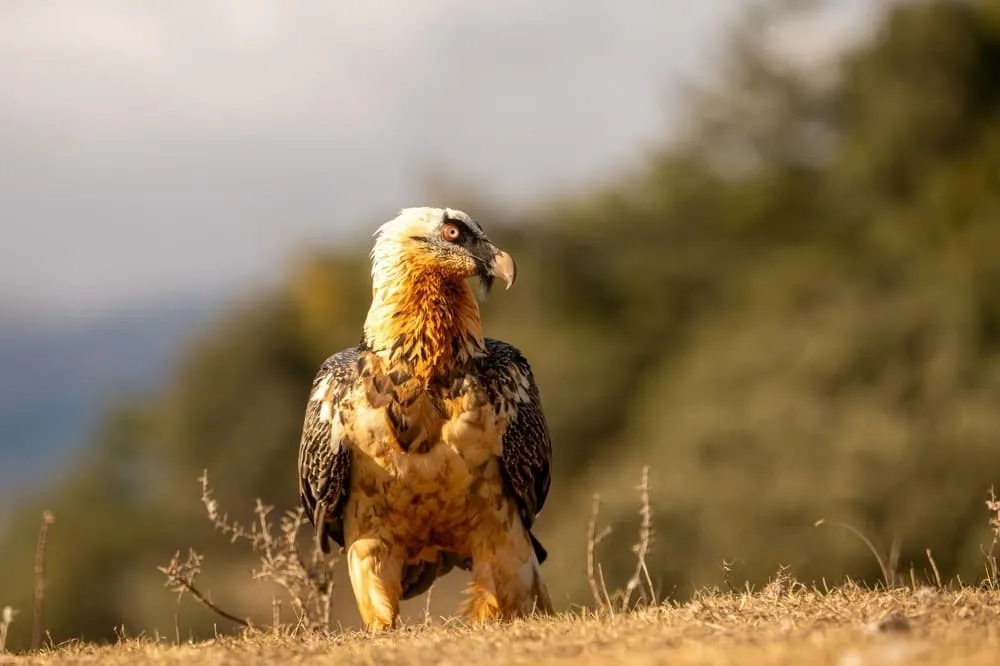 Roofvogels en de open lucht