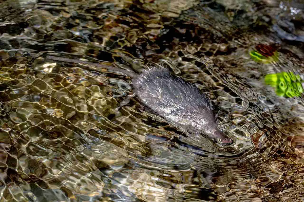 De Pyrenese desman: een verborgen specialist