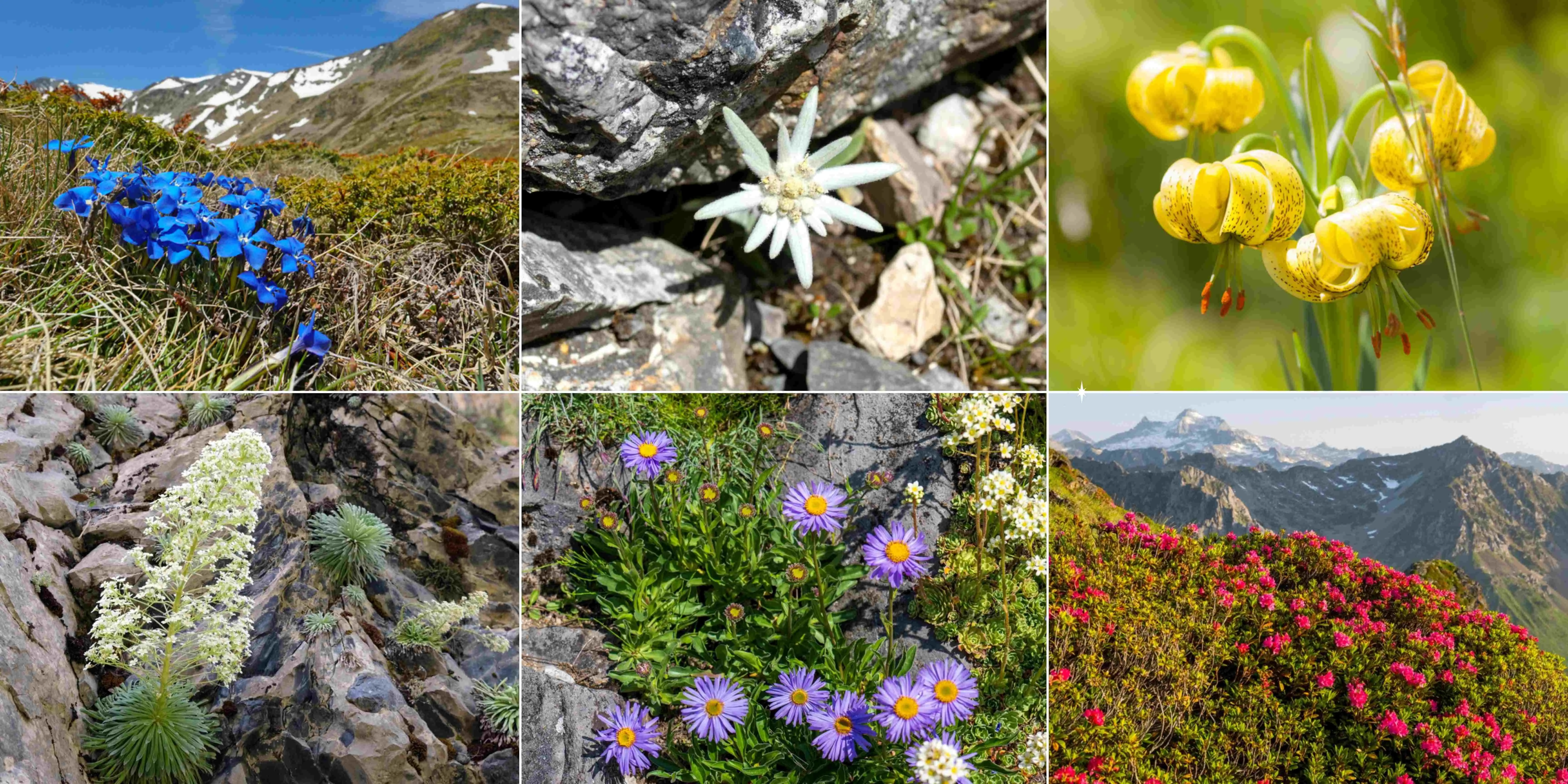 Alpiene planten: laag, taai en efficiënt
