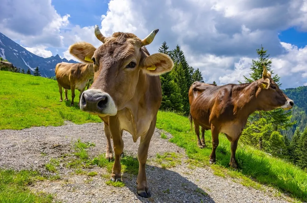 A Cultura dos Alpes Suíços: Idiomas, Tradições e Comida Alpina