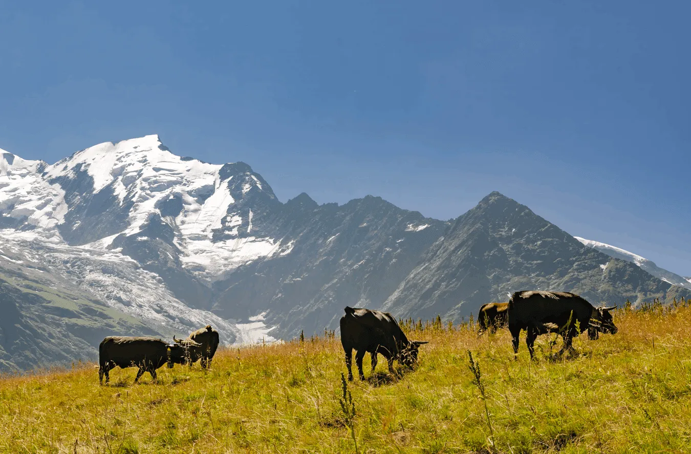 Alpine Farming and Grazing Traditions