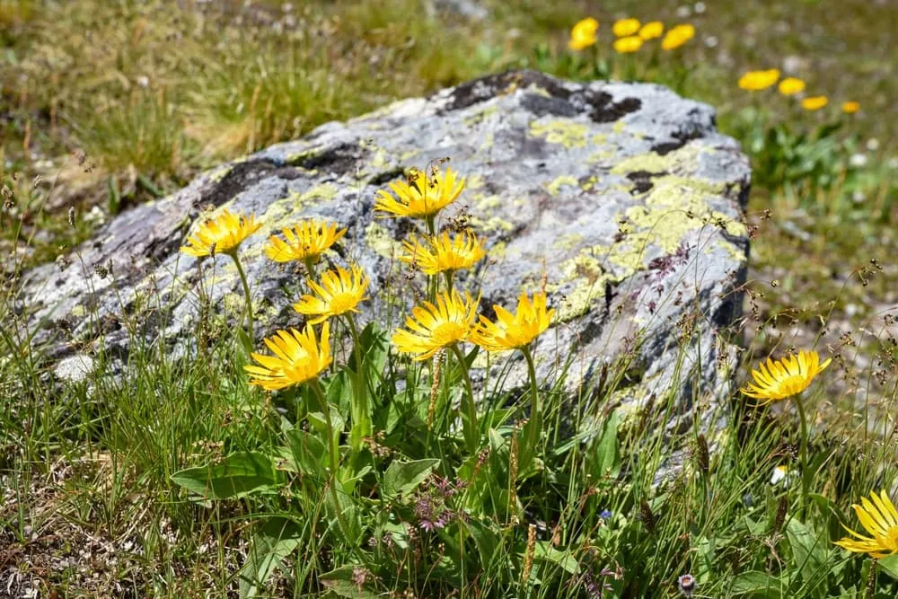 Life Above the Treeline: Alpine Flora
