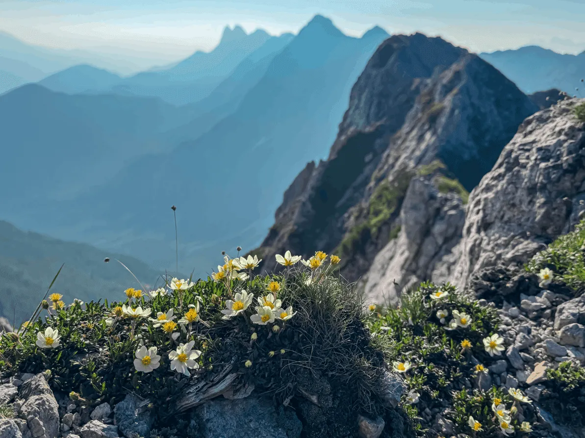 Alpine Flowers: Edelweiss, Gentian, and More