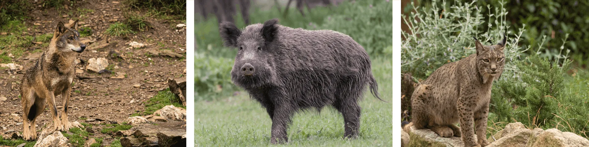 De Iberische Grote Drie: Lynx, Wolven en Wilde Zwijnen