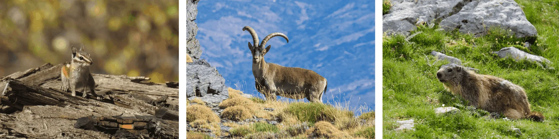 Van de Pyreneeën tot de Sierra Nevada: Leven in de Hoge Bergen
