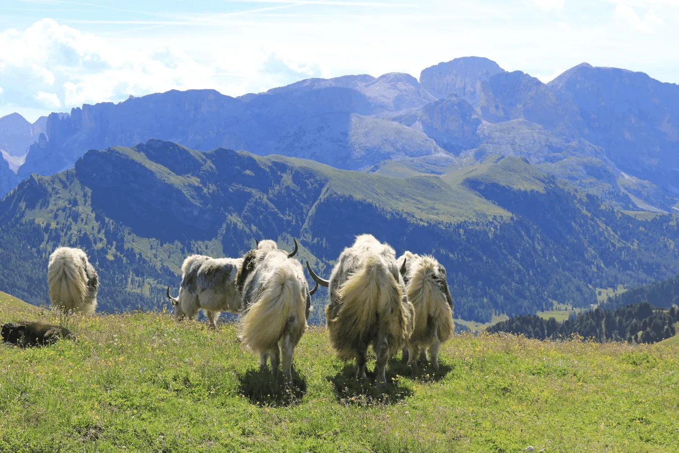 How Alpine Plants and Animals Adapt