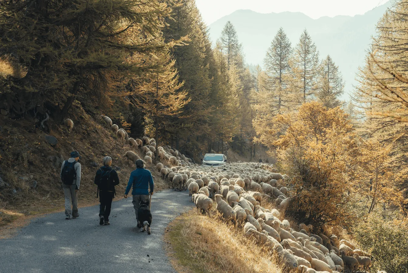 Responsible Wildlife Encounters