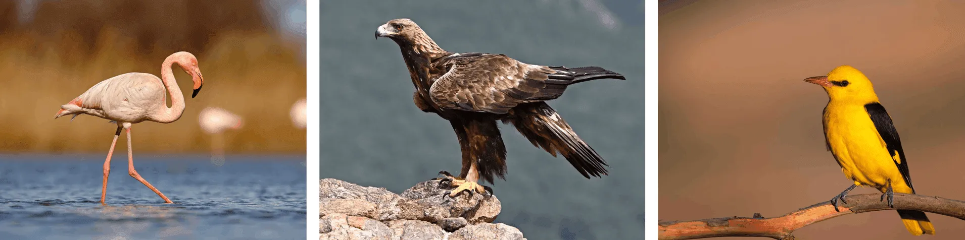 Spanje vanuit de Lucht: Flamingo’s, Adelaars en Trekroutes