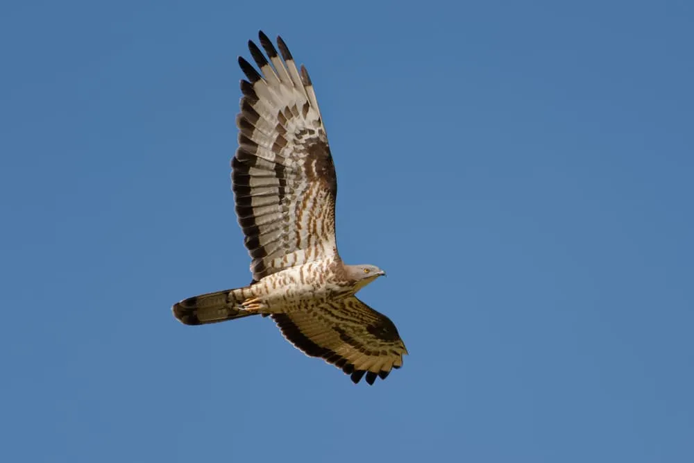 Rovfugle og den åbne himmel