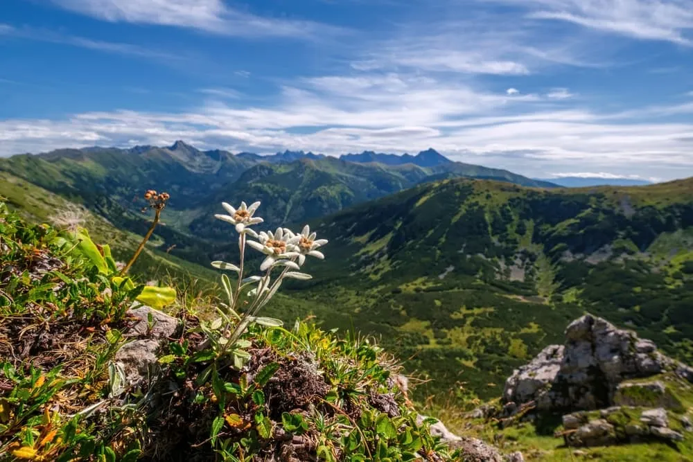 Sti Observationsliste – Almindelige Alpine Planter