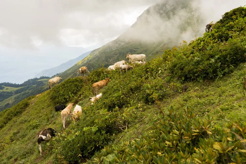 The Visible Presence: Cows, Sheep and Alpine Farming
