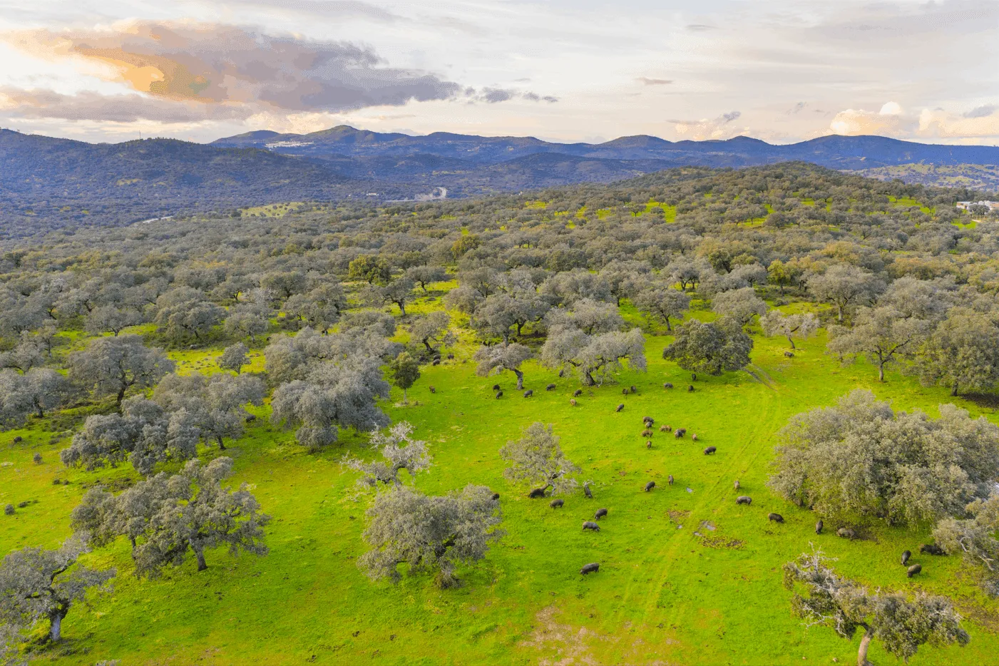 De Dehesa: Spanje’s Verborgen Natuurschat