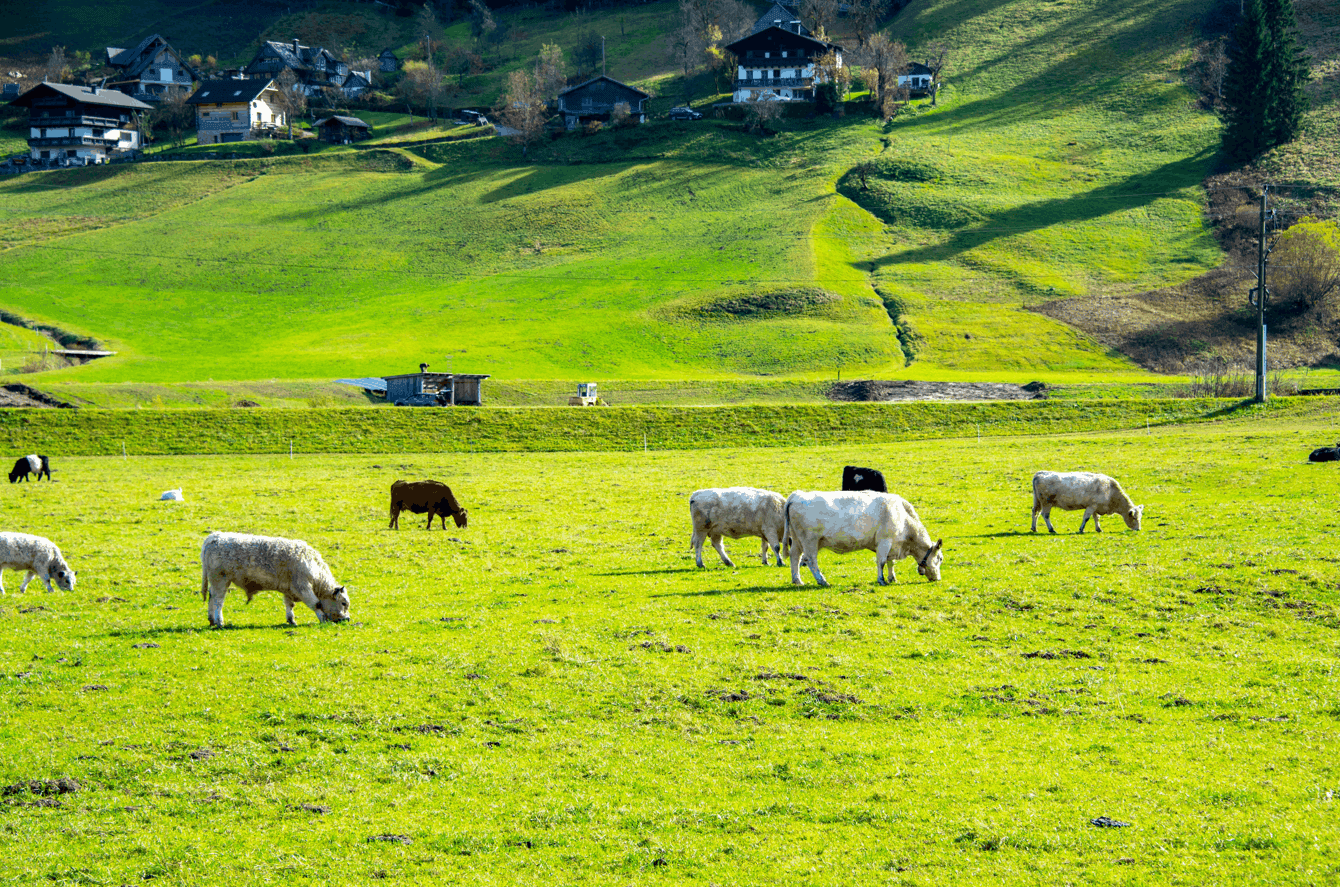 Austria's Flora and Fauna: Wildlife of the Austrian Alps