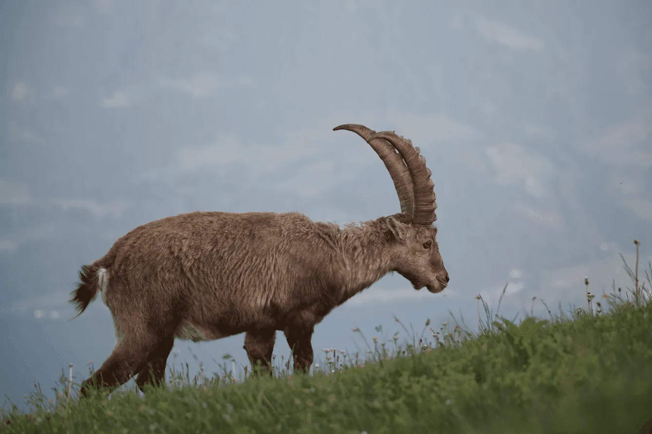 Ibex and Chamois: Specialists of Steep Terrain
