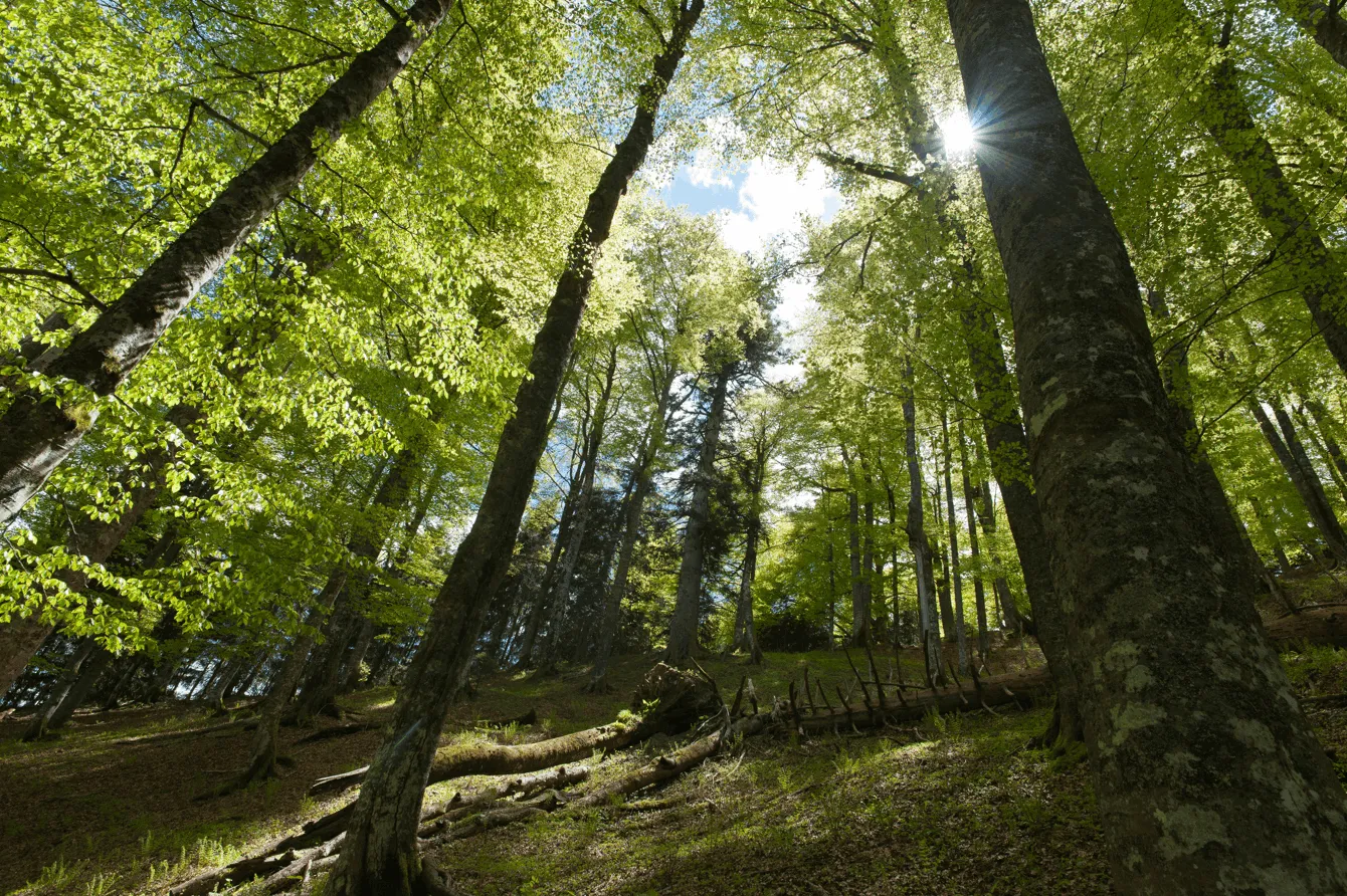 Forests of Austria: From Beech to Spruce