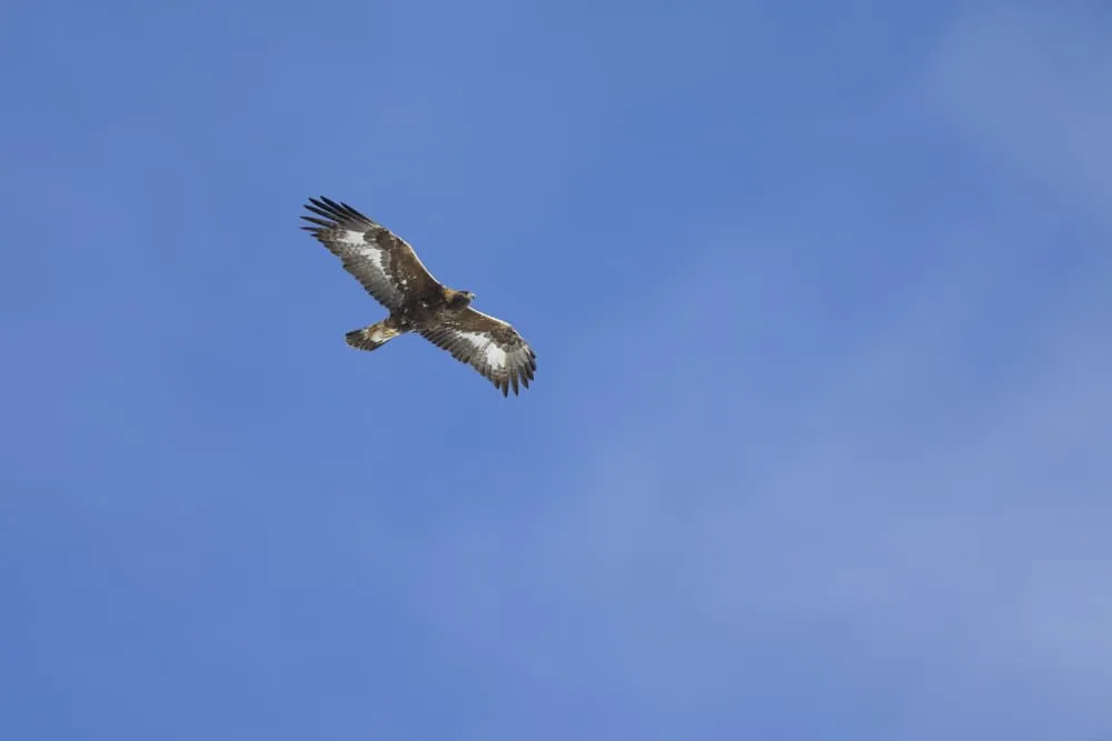 Raptors of the High Skies: Golden Eagles and Bearded Vultures
