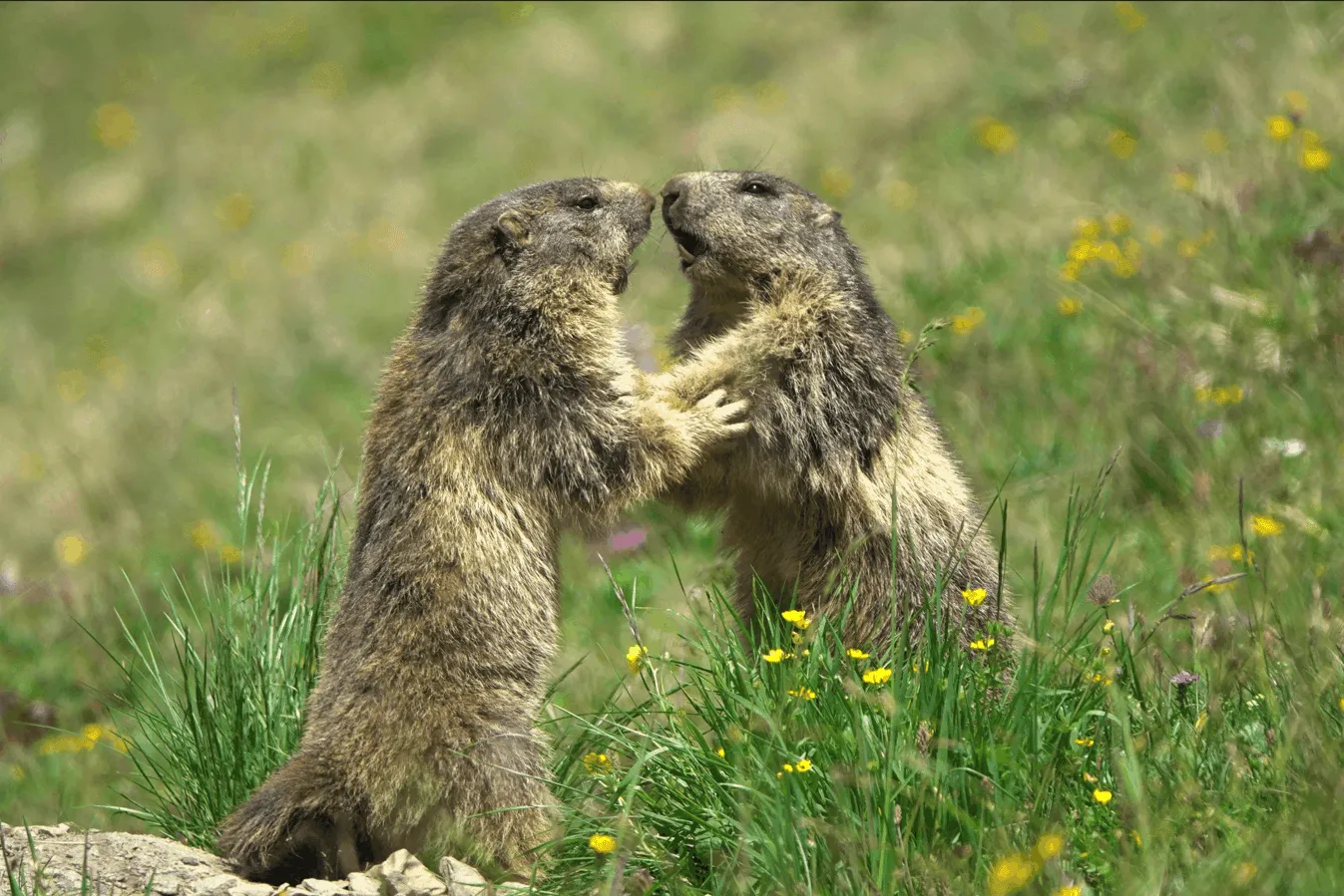Marmots and Other Alpine Mammals