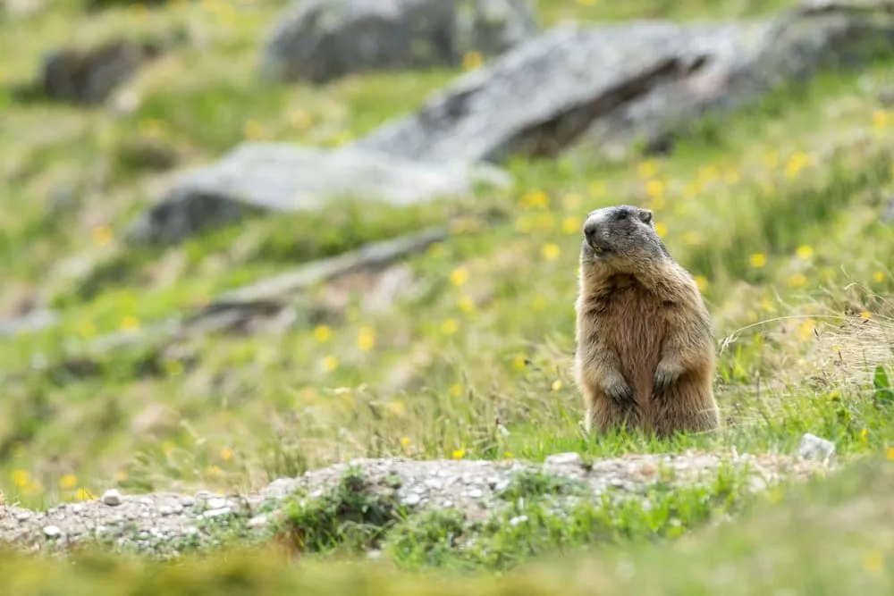The Whistle of the Marmot
