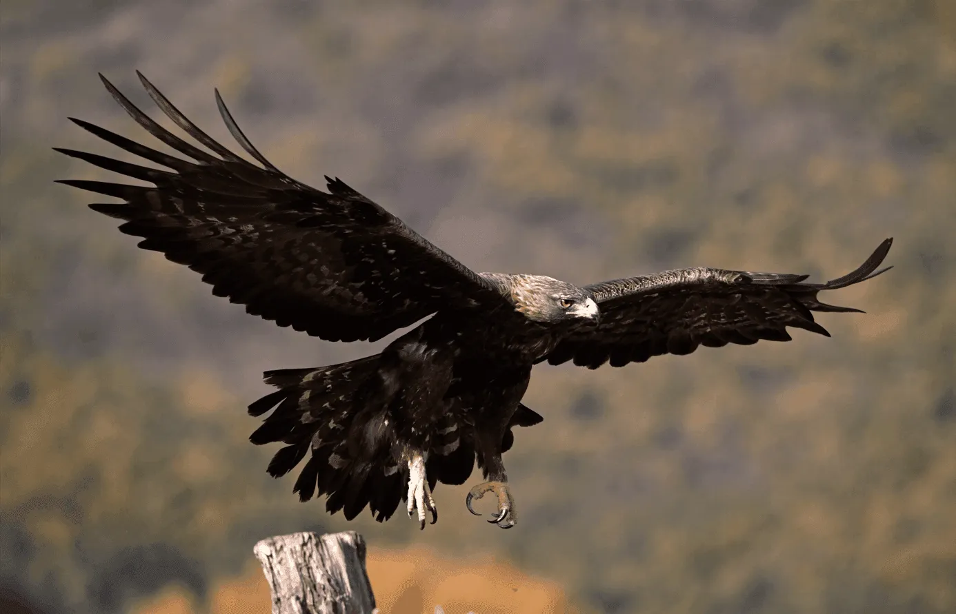 Birds of the Alps: Golden Eagles and Bearded Vultures
