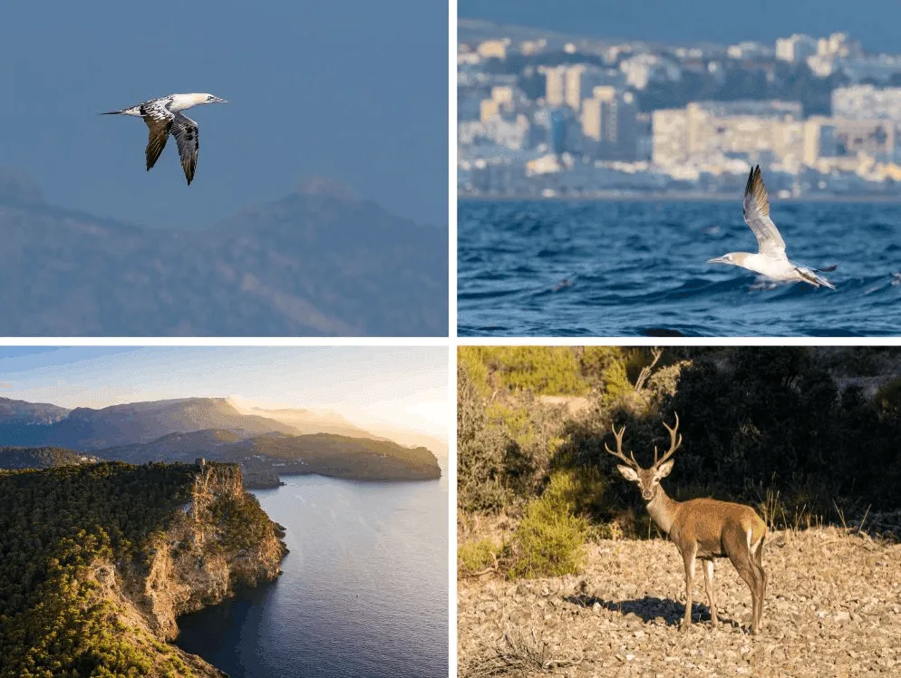 Groen Spanje: Bossen, Kliffen en Atlantische Natuur