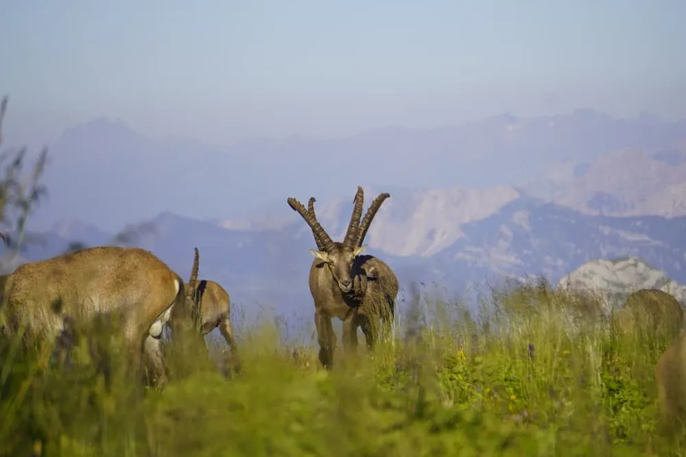 Wildlife of the Swiss Alps: Life Above the Treeline
