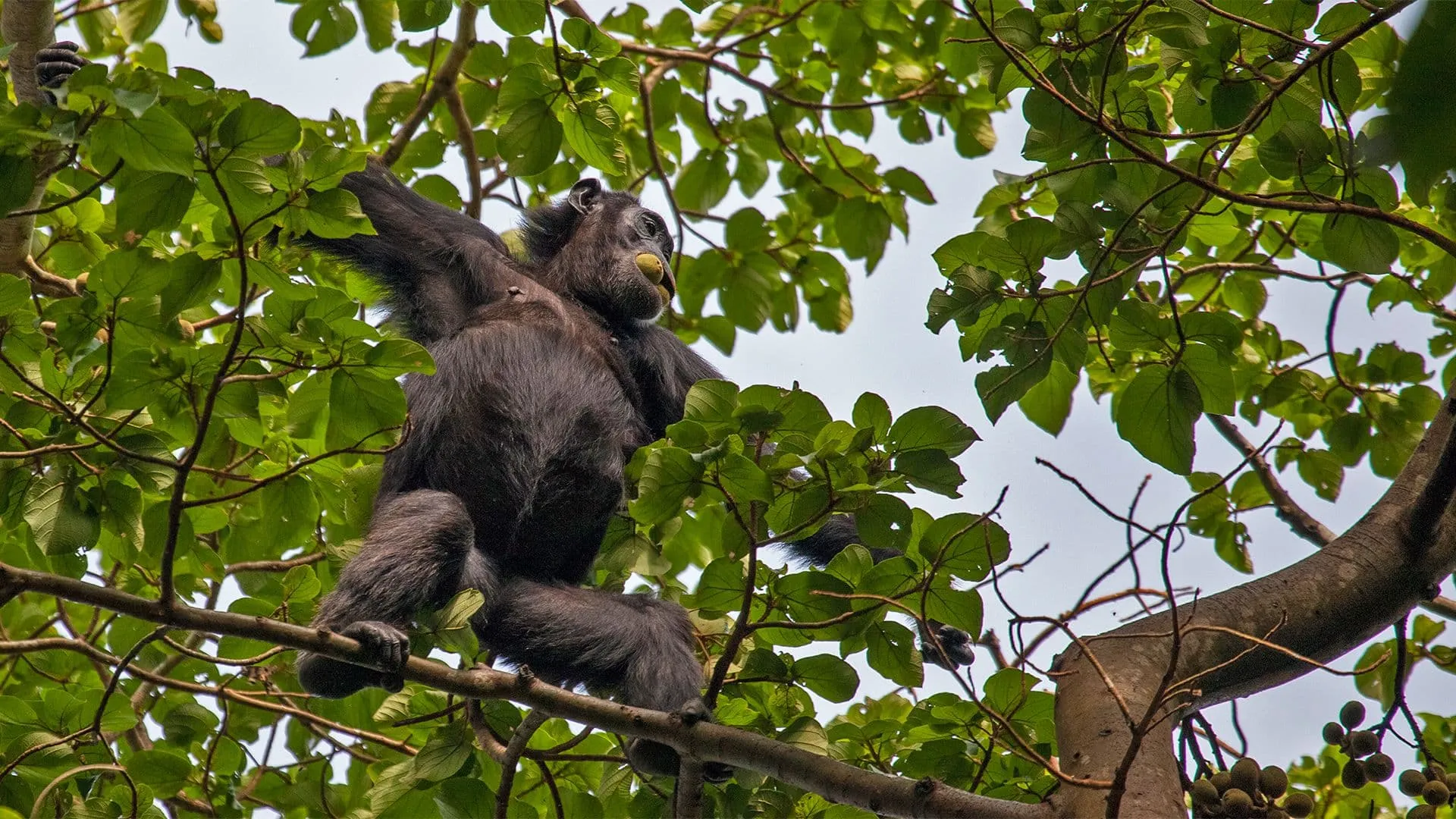 Esperienza Completa delle Montagne Rwenzori 5