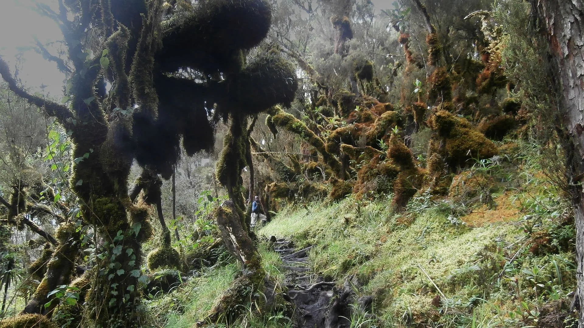 Esperienza Completa delle Montagne Rwenzori 6