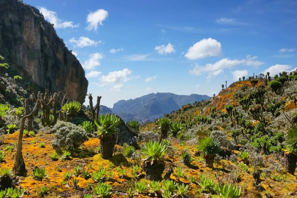 4. Mount Speke, Uganda (4 890 m)