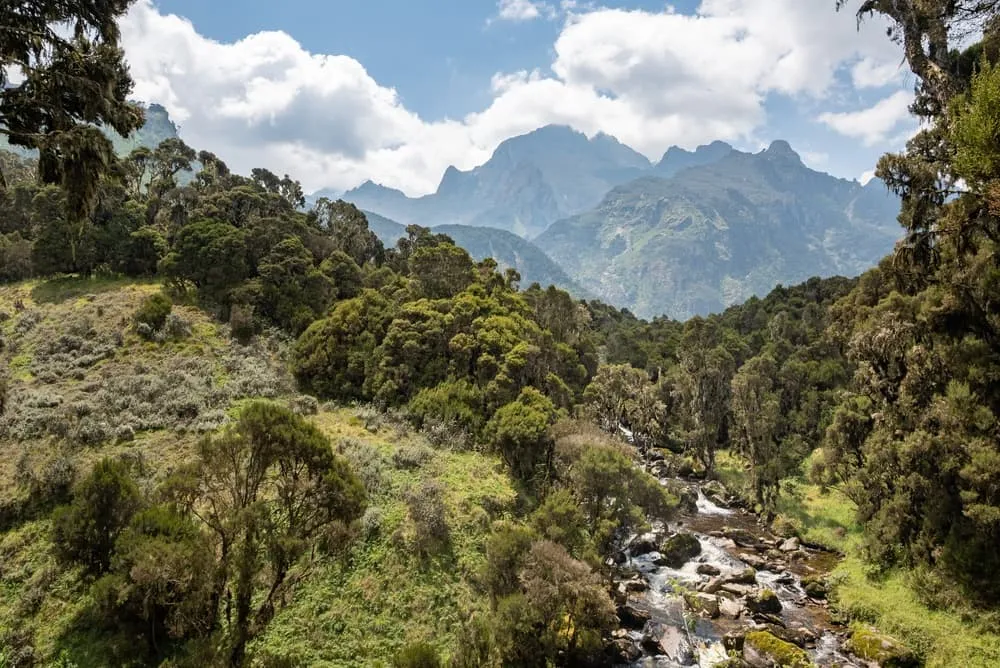 Wildlife and Scenery in the Rwenzori Mountains