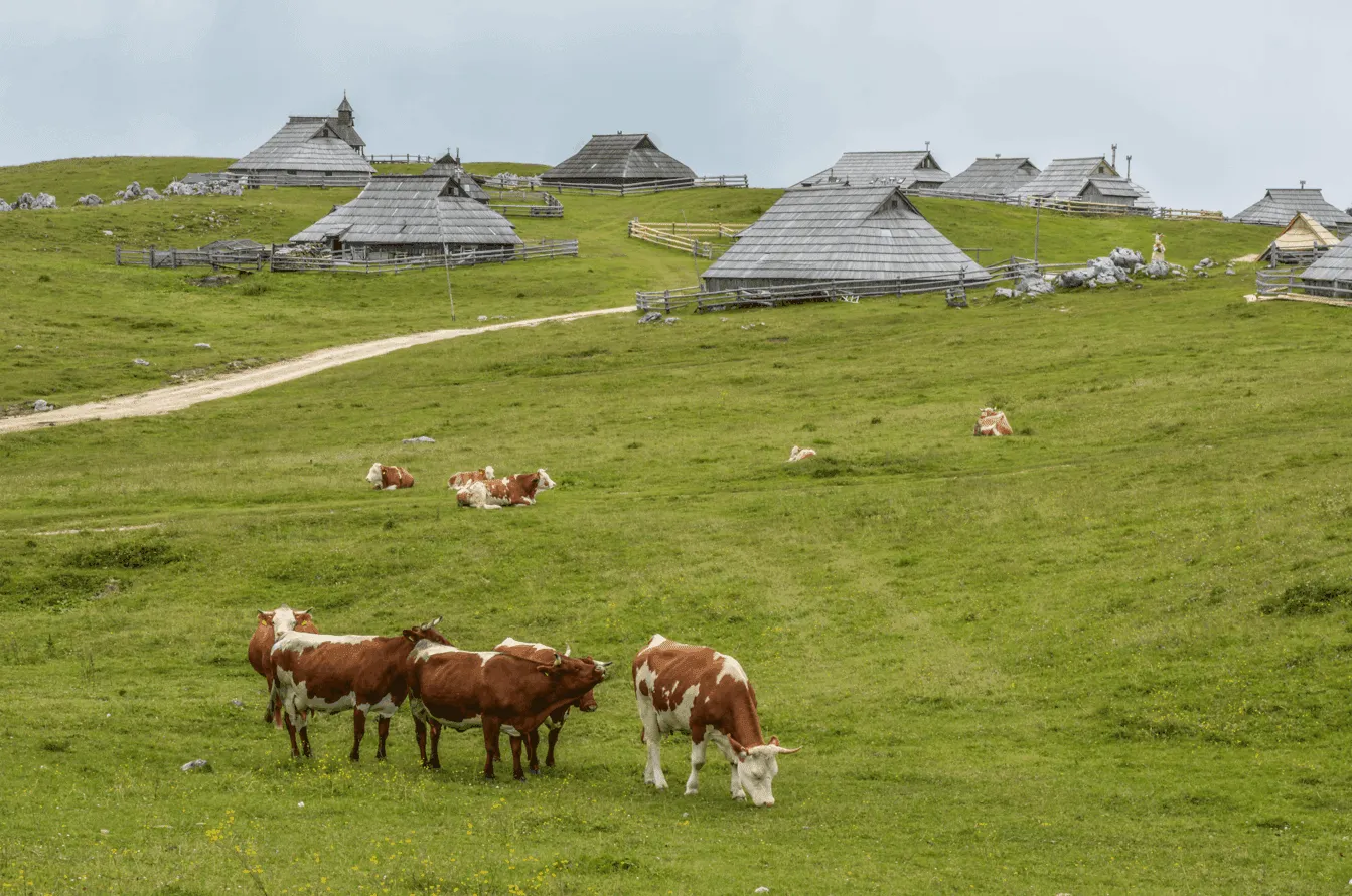 Experiencia de Velika Planina para peques 1